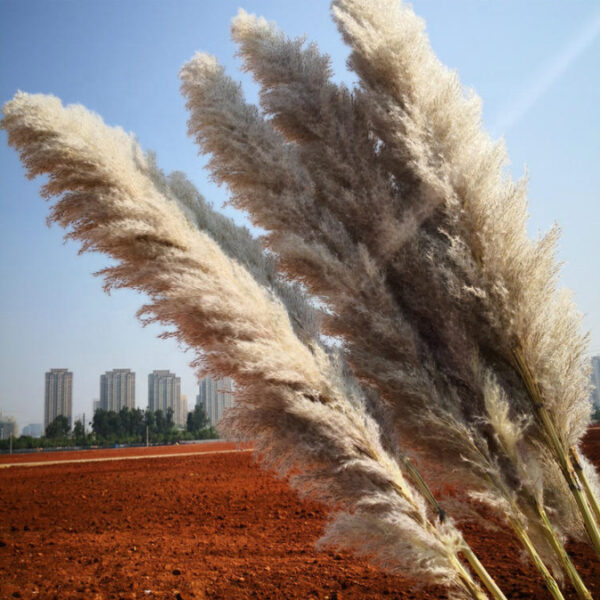 Product image for  Reed Flowers Wedding Photography Interior Decoration Arts, Crafts & Sewing 9