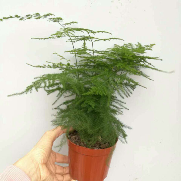 Product image for  Plant Bonsai With Flowers In The Office Home Décor 9