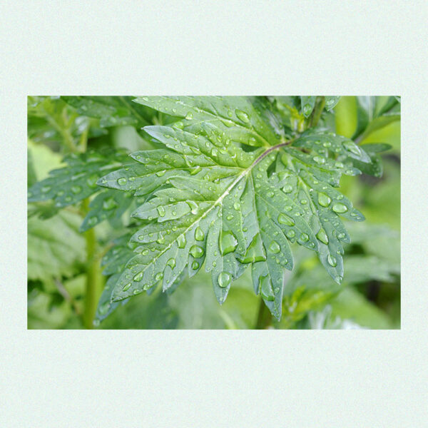 Product image for  Hot Compress Patch And Wormwood Patch Joint Patch Home Décor 12